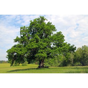 Dub cerový (Quercus cerris) – výška 30–50 cm, kont. C2L